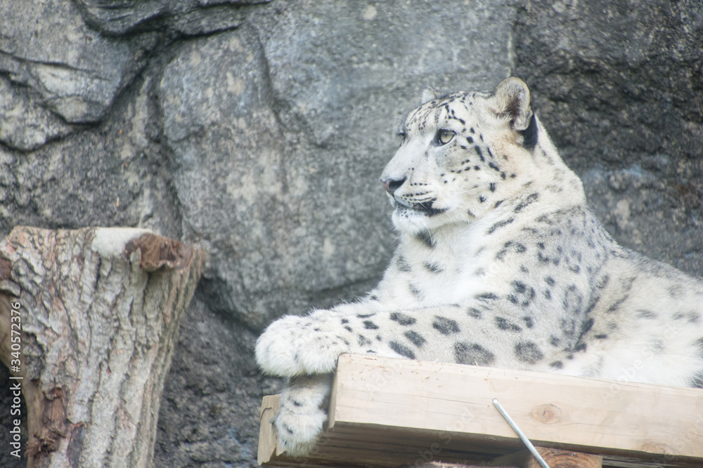 Fototapeta premium 雪豹