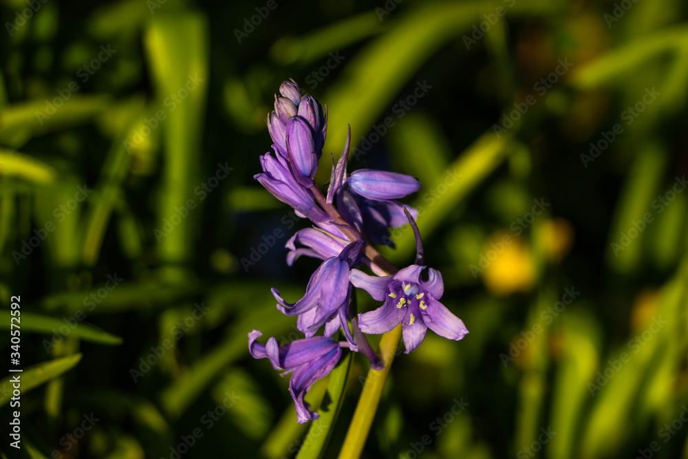 De jolies fleurs pour enrichir vos créations De jolies fleurs pour enrichir vos créations