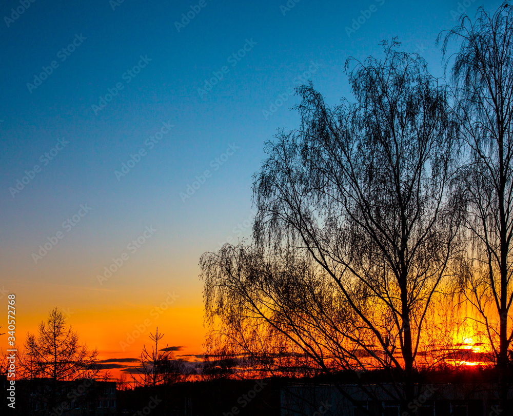 Obraz premium Sunset in the woods