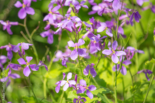 ダイコンバナ 別名 オオアラセイトウ 大紫羅欄花 ショカッサイ 諸葛菜 とか ハナダイコン 花大根 春に咲く紫の野花 日本 Stock 写真 Adobe Stock ダイコンバナ 別名 オオアラセイトウ 大紫羅欄花 ショカッサイ 諸葛菜 とか ハナダイコン 花大根 春に咲く紫の野花 日本 Stock 写真 Adobe Stock