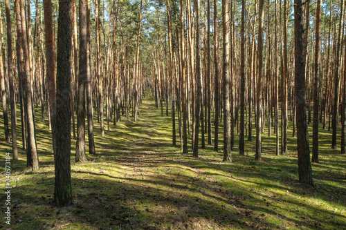 The nice fresh pine Wood with moss on the ground in Czech Republic during the nice spring sunny day. 