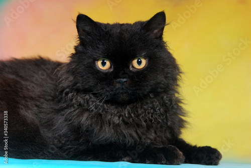 Foto cat show on background full of color
