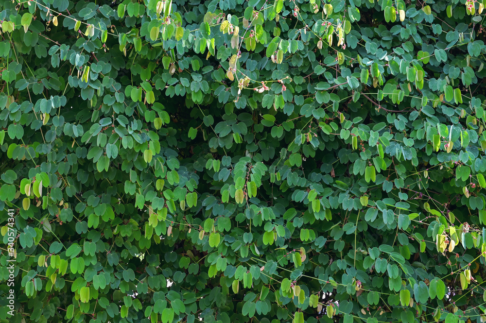 Fototapeta premium Green Natural background,Green leaves from ivy vines