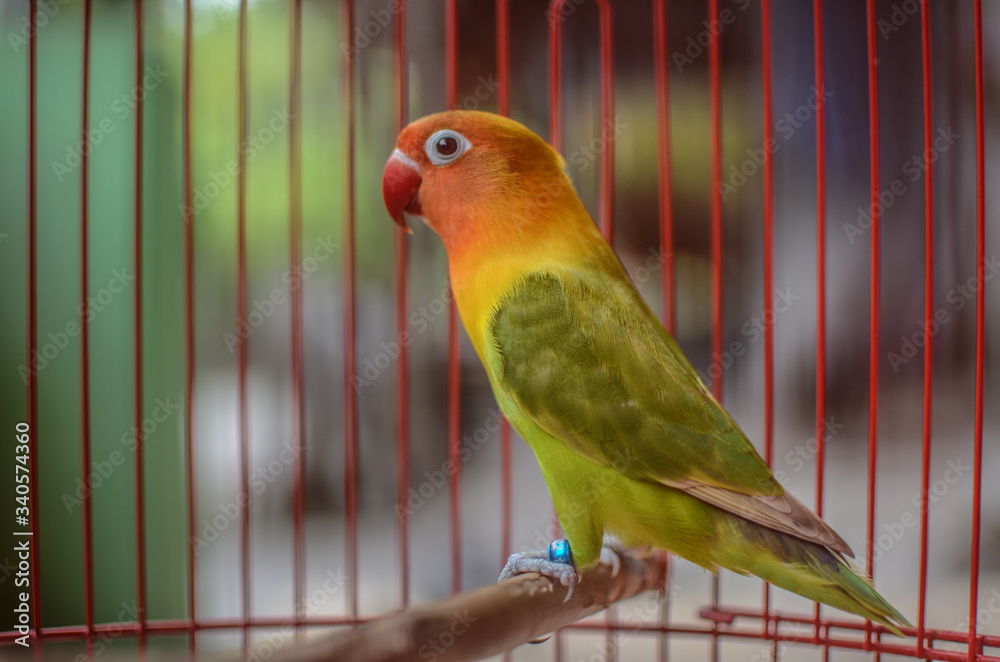 Obraz premium The love bird is a bird of nine species of the genus Agapornis. Love bird in a cage