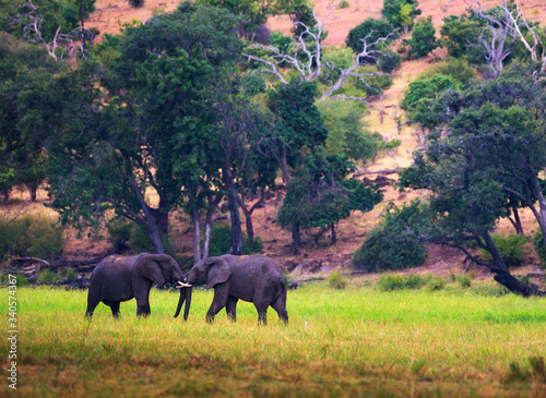 Two large elephants fighting in Chobe National Park  Botswana.