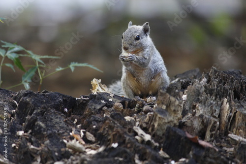 indian female palm squirrel -old squirrel  -eating peanut