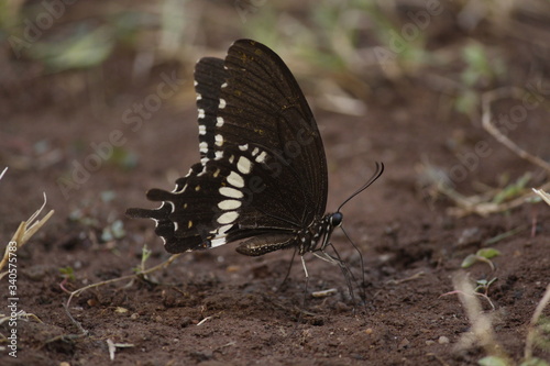  Indian black and white swallowtail butterfly on the ground - on wet soil