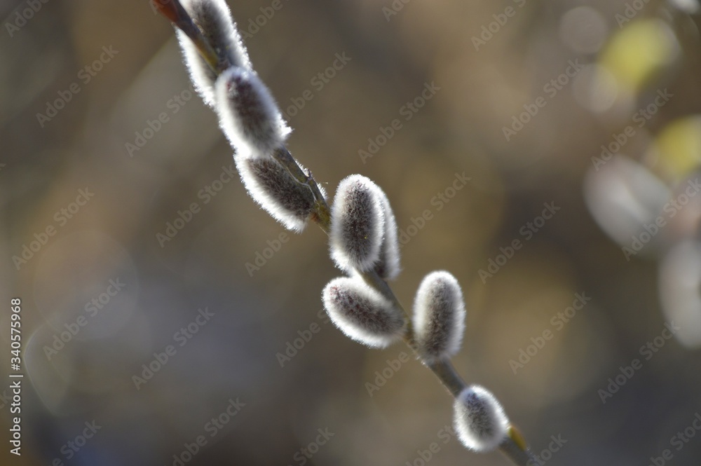 Pussy willow with furry flowering catkins in early spring Pussy willow with furry flowering catkins in early spring