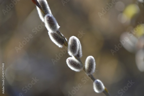 Pussy willow with furry flowering catkins in early spring © Tatiana