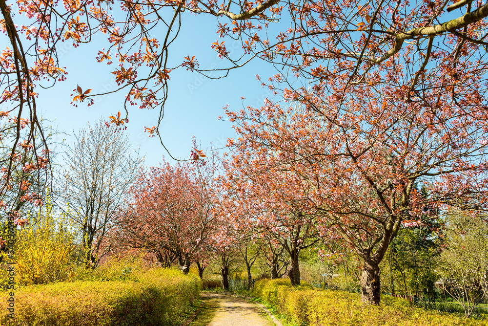 Naklejka premium Frühling im Norden Deutschlands in Kiel, der Landeshauptstadt Schleswig-Holsteins
