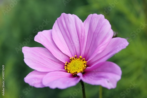 Cosmea