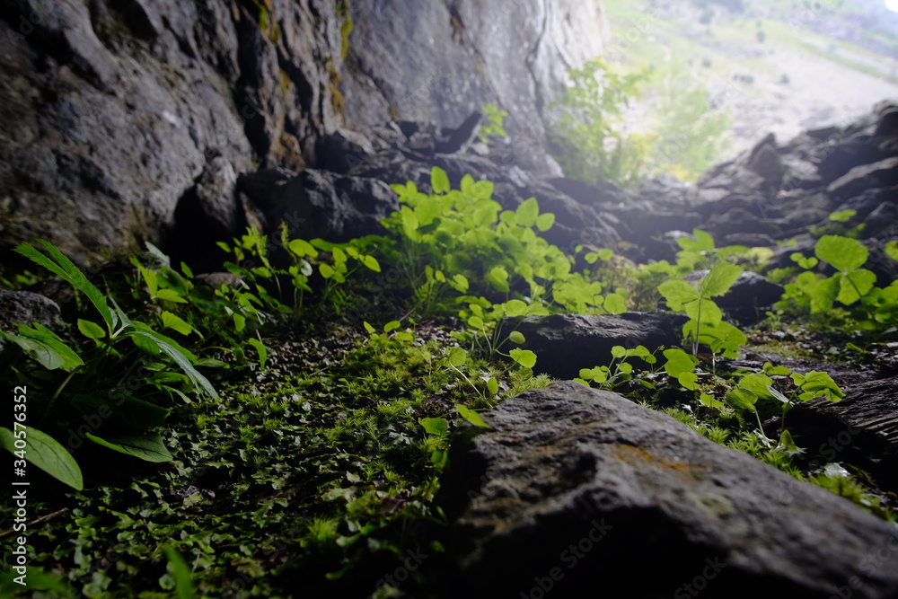 Light on vegetation in a cave