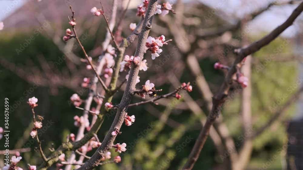 Bumblebee and bee pollinate apricot blossoms in spring for good sweet fruit harvest Bumblebee and bee pollinate apricot blossoms in spring for good sweet fruit harvest