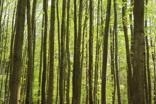 The picture from the nature park in Czech Republic called "Voděradské bučiny" (Voděrady´s beeches). The nice fresh green forest during the sunny spring day. 