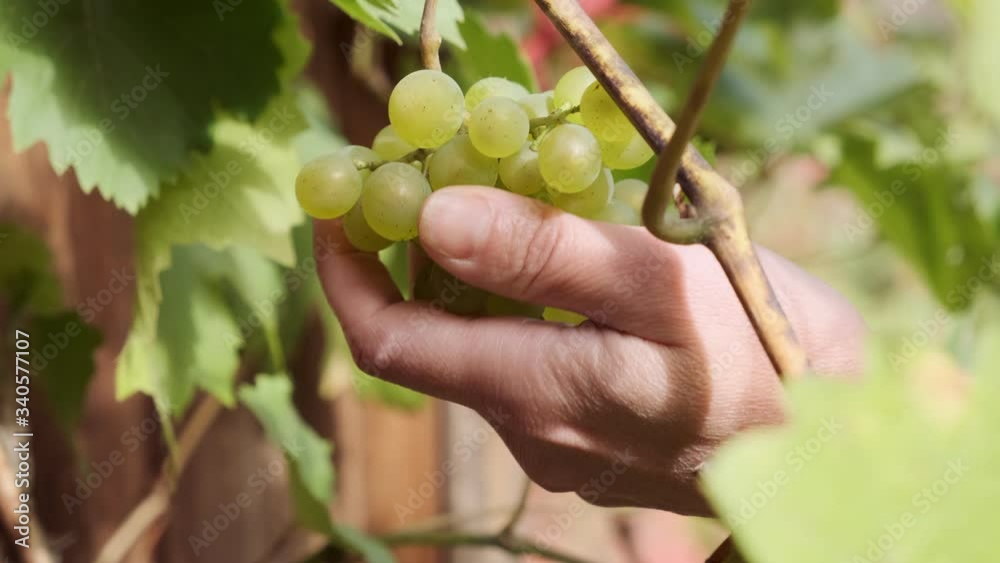 human hand touches vine of green grapes in sunlight. farmer checks ripeness of vineyard.