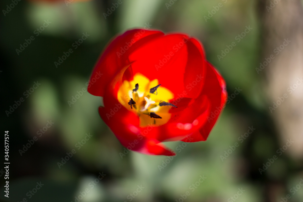 Messer Tulipano flowers Messer Tulipano flowers