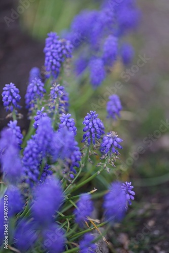 Close up of grape hyacinth, bluebells in April 