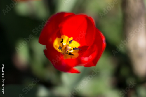 Messer Tulipano flowers