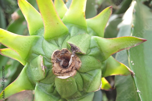 mealybug on dragon fruit