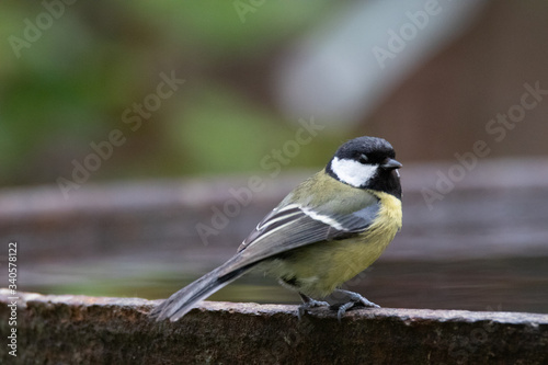 mésange charbonnière