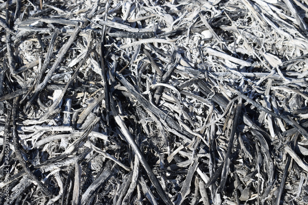 Seared dry grass, environmental pollution. Ashes after the fire. Seared dry grass, environmental pollution. Ashes after the fire.