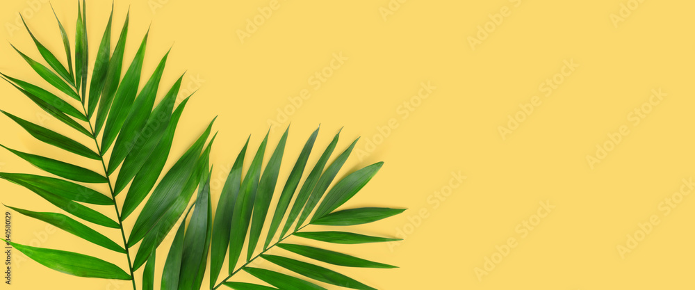 Minimal tropical green palm leaf on yellow  paper background.