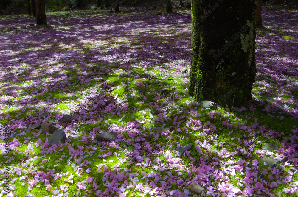 Obraz premium 桜の森