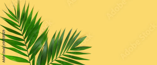Minimal tropical green palm leaf on yellow paper background.