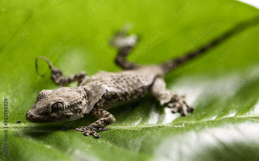Piccolo geco durante la muta sopra una foglia Piccolo geco durante la muta sopra una foglia