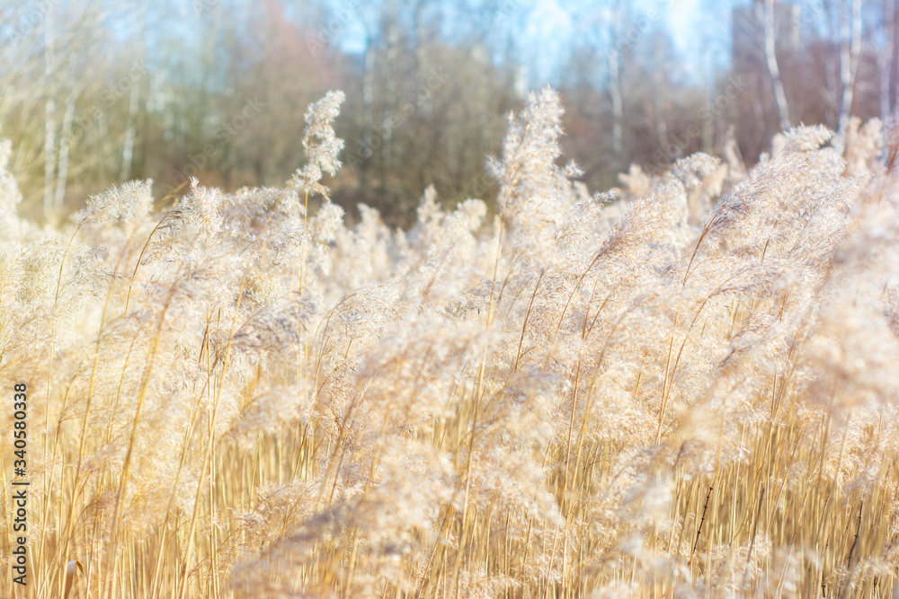 Field with a large number of white plants in early spring Field with a large number of white plants in early spring