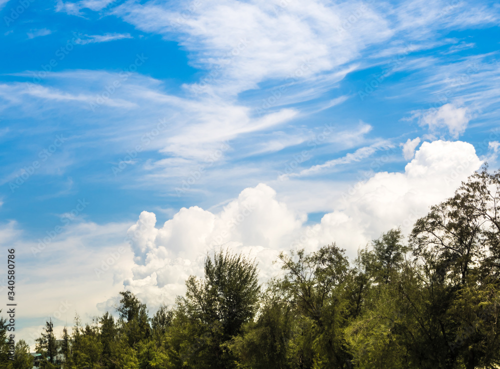 White fluffy clouds in the bright blue sky with glare and bright light of Sun over the pine trees White fluffy clouds in the bright blue sky with glare and bright light of Sun over the pine trees