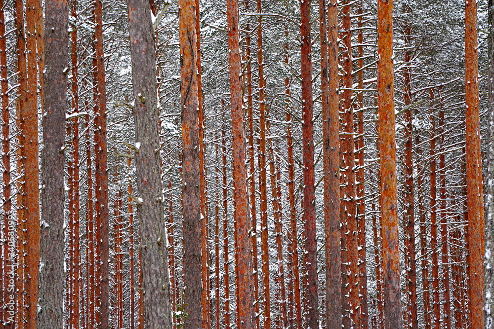 Obraz premium Pine forest tree trunks covered with snow in winter day. Beautiful natural textured forest background