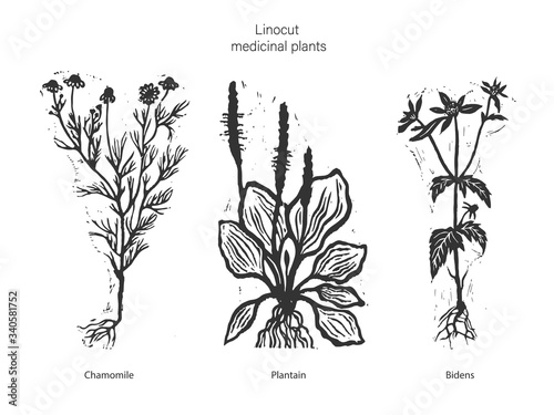 Set of three vector medicinal plants. Vector illustration of medical chamomile. Vector illustration of plantain. Vector illustration of bidens. Set of three linocut medical plants.