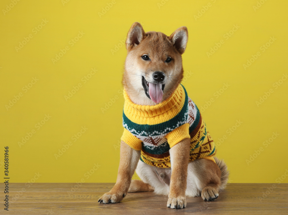 funny puppy in a sweater. Shiba Inu dogs on a in yellow background. Stock  Photo | Adobe Stock