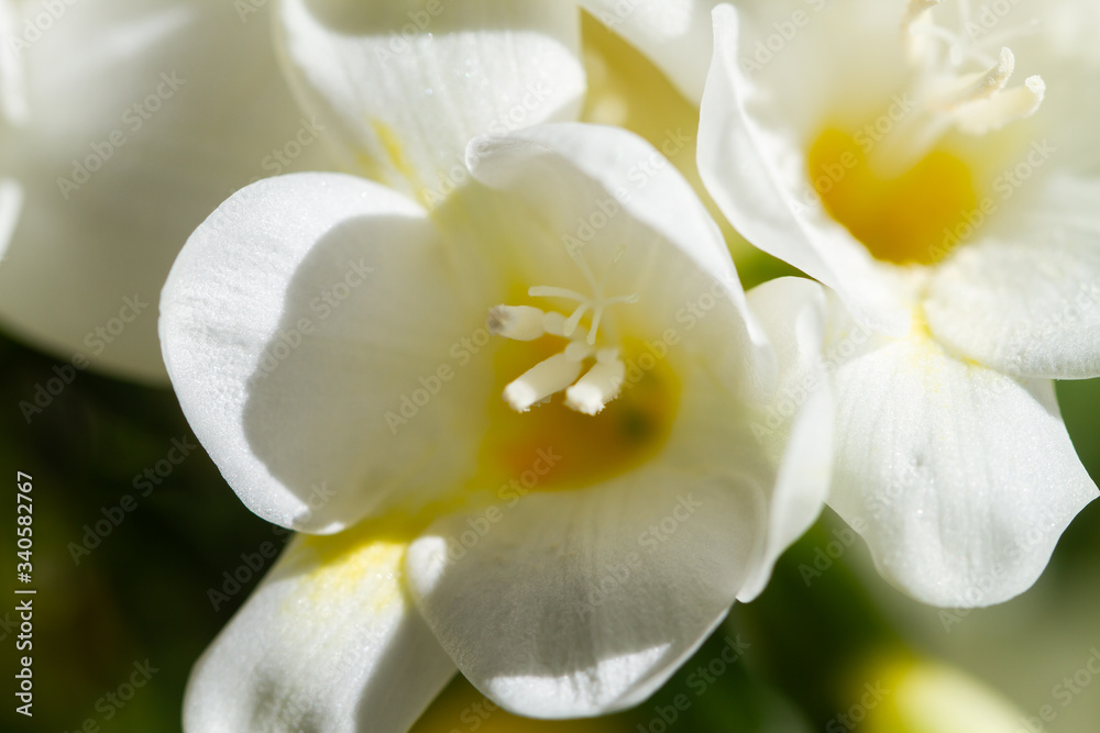 Fototapeta premium Freesia flowering plants in spring natural light