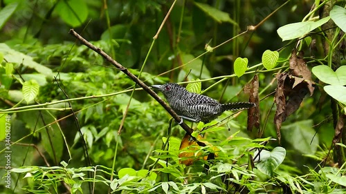 Fasciated antshrike striking bird vocalizing and moving fast - HD photo