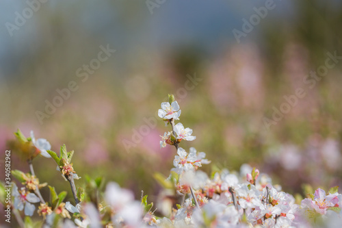Pink hairy cherry flowers blooming outdoors,Cerasus tomentosa 