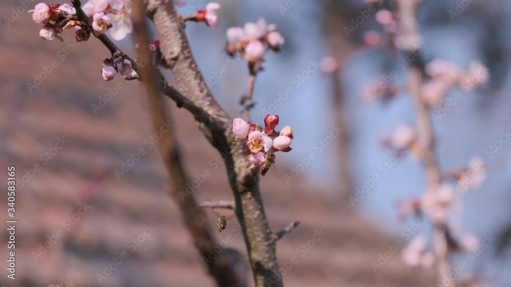 Spring flowers of peach tree fruit tree pollinating bees Spring flowers of peach tree fruit tree pollinating bees