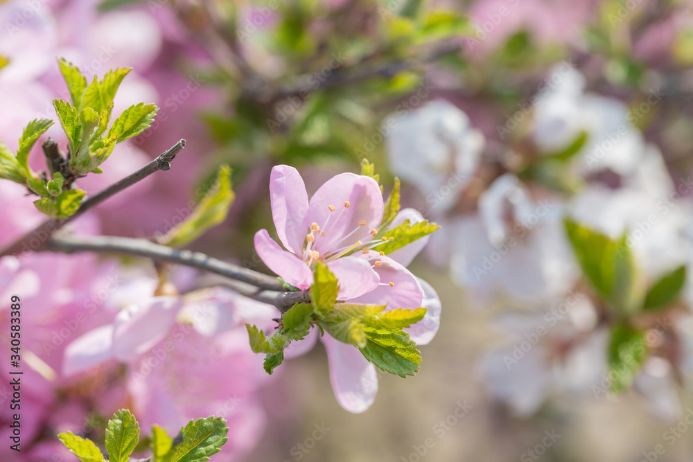Obraz premium Pink hairy cherry flowers blooming outdoors,Cerasus tomentosa 