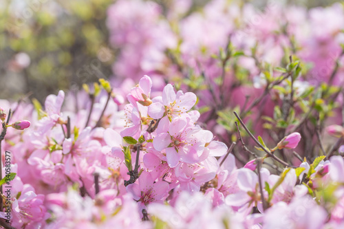 Pink hairy cherry flowers blooming outdoors,Cerasus tomentosa  © Jianyi Liu 