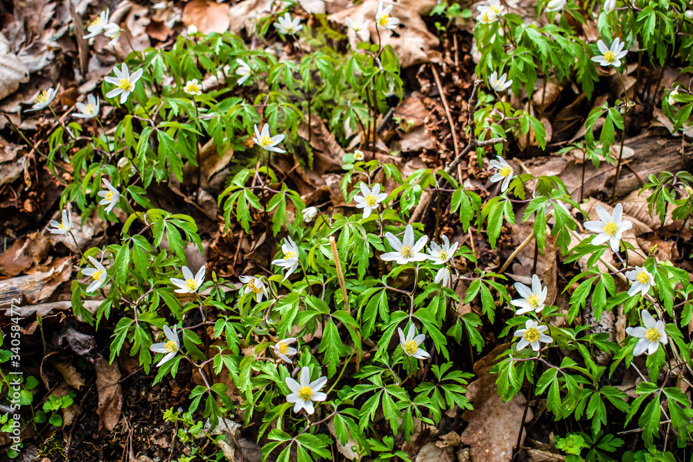 When the nature is awaking during spring time When the nature is awaking during spring time