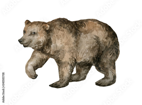 Watercolor brown bear. Realistic hand-painted wild animal isolated on white background