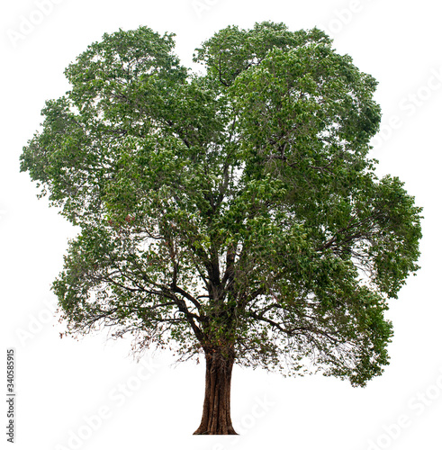 Large trees with edible fruits are completely separated from the white background.