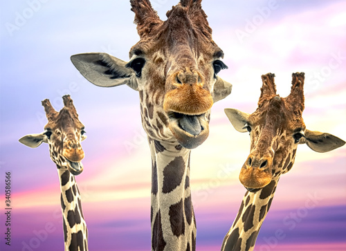 Canvas Print Three giraffes with a colorful sky in the background