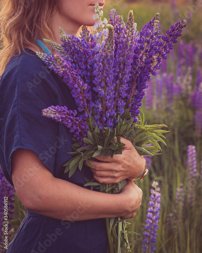 Women is holding a bouquet of blooming lupine flowers, midsummer scene in wild meadow