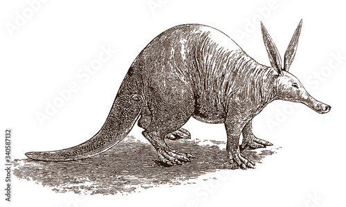 Aardvark orycteropus afer, a burrowing, nocturnal mammal native to africa in side view. Illustration after a historical engraving from the 19th century