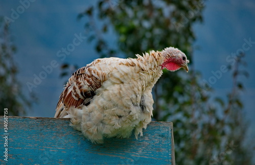 Homemade gobblers is one of the common types of domestic birds of the order galliformes. photo