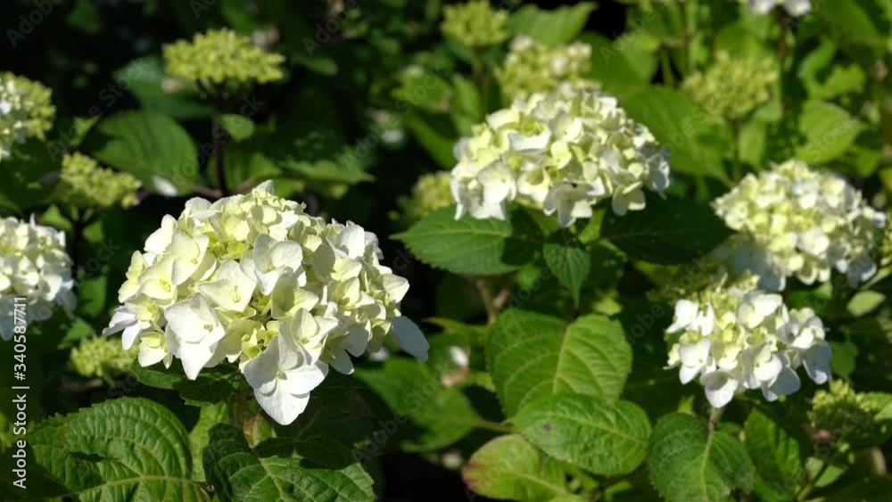 Penny mac (Hydrangea macrophylla), flowers of summer Penny mac (Hydrangea macrophylla), flowers of summer