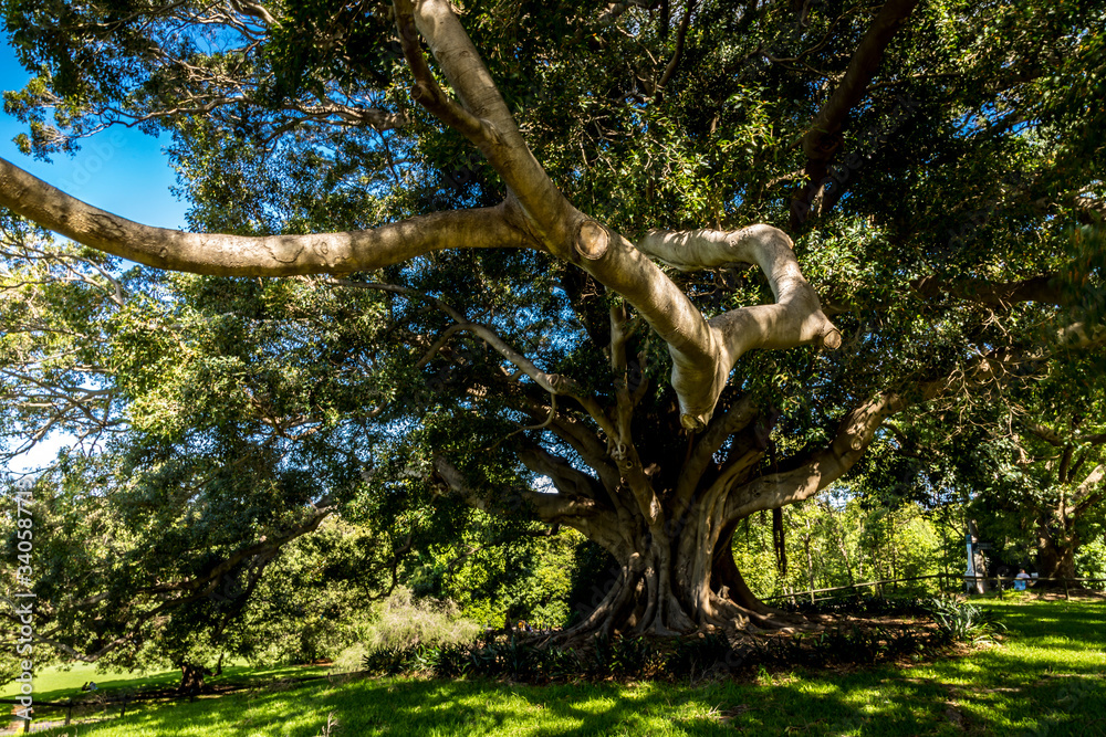 An old tree in the Royal Botanic Garden of Sydney, New South Wales in Australia park not far away of the opera house as life went back after the bush fires. An old tree in the Royal Botanic Garden of Sydney, New South Wales in Australia park not far away of the opera house as life went back after the bush fires.