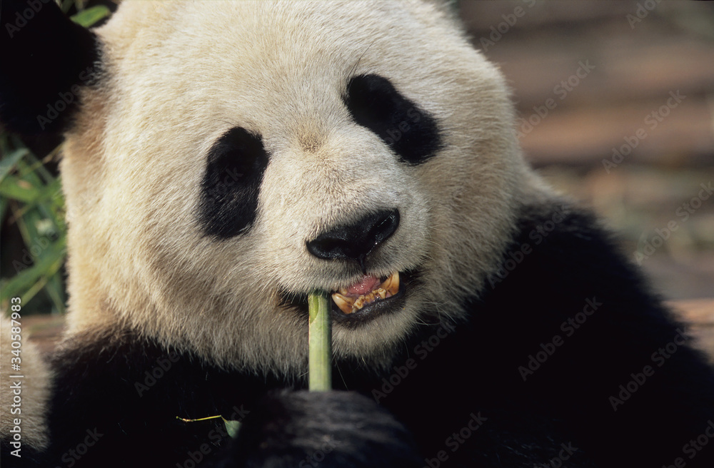 Obraz premium PANDA-CHENGDU